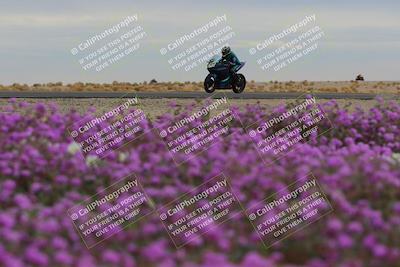 media/Jan-14-2023-SoCal Trackdays (Sat) [[497694156f]]/Turn 14 Exit Bloomig (145pm)/
